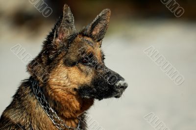 german shepherd