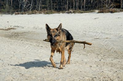 german shepherd