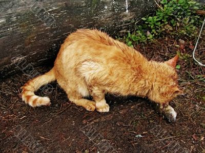 The red cat eats a fish The red cat eats a fish
