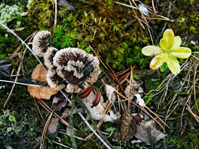 Background - a wood carpet