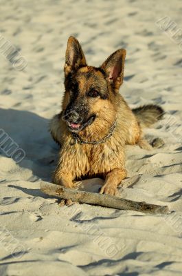 german shepherd