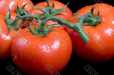 Vine Ripe Tomatoes