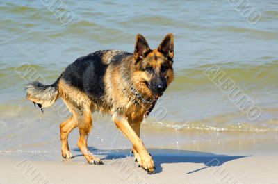 german shepherd