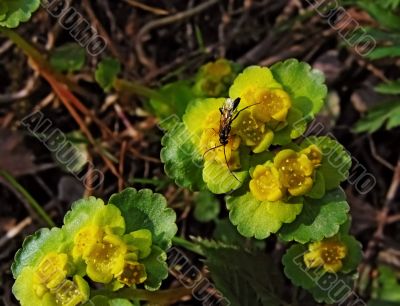 Insect and the first spring flower Insect and the first spring flower