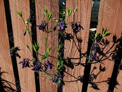 Flowers on a background of a fence Flowers on a background of a fence