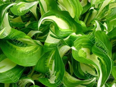 Hosta