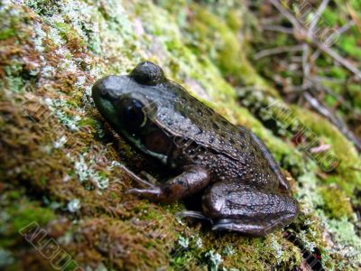 The Frog The Frog