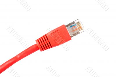 Red network cable isolated