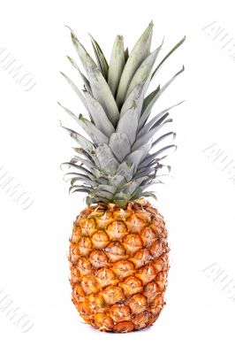 Colorful ripe pineapple