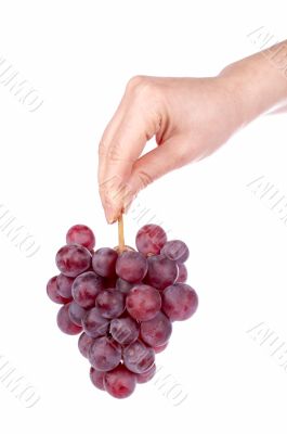 Holding a red grapes bunch