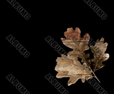 oak leaf