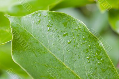 Wet Magnolia Leaf Wet Magnolia Leaf
