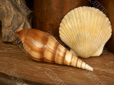 seashell still life