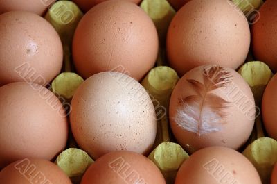 eggs and feather