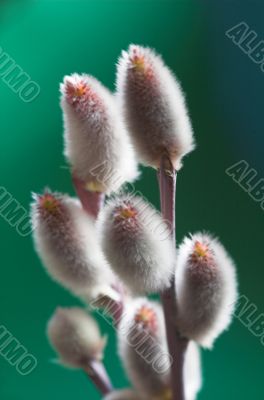 catkin