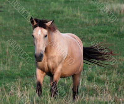 Buckskin on the Move