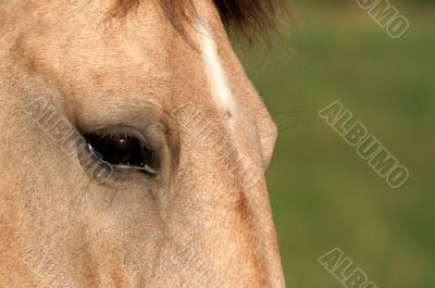 Buckskin Eye