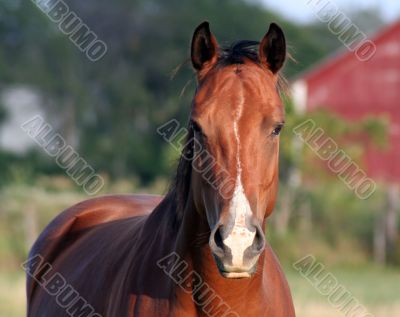 Concerned Horse