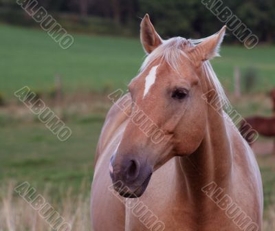 Palomino Portrait