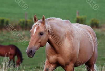 Proud Palomino