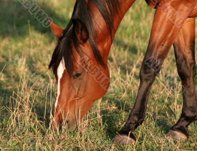 Feeding Horse