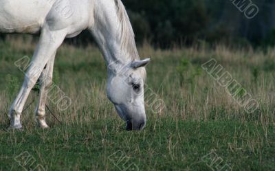 Peaceful Arabian Horse