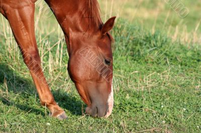 Horse Snack