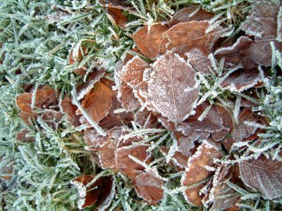 Frosty grass with beech leaves