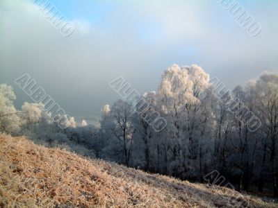 Frosty woodland trees