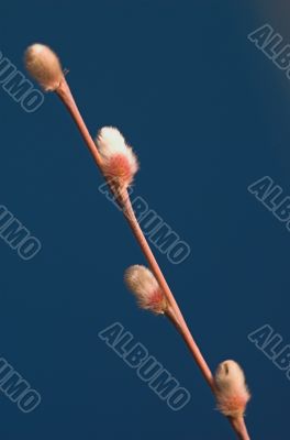 catkin