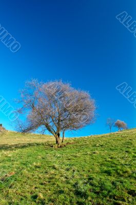 Solitary tree on blue sky