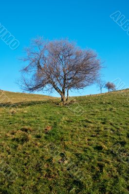 Solitary tree on blue sky