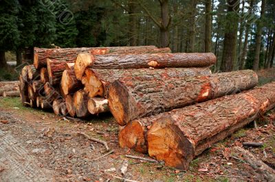 Logs stacked