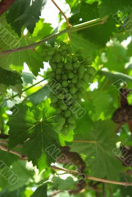 Green Grape