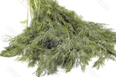 dill close up