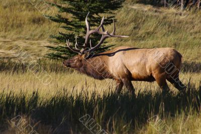 Elk 1