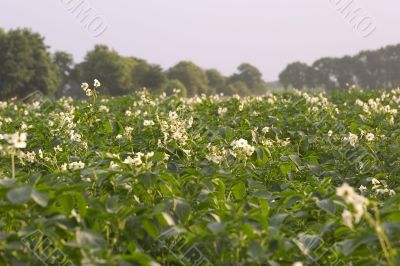 Field of potatoe plants flowering