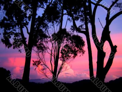 evening sky and trees silhouette