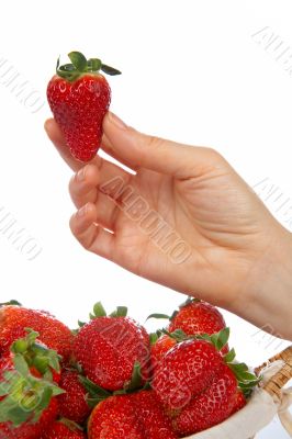 Holding a fresh juicy strawberry