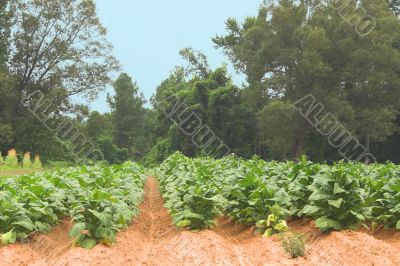 Tobacco Field