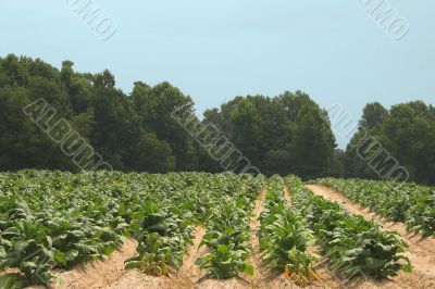Tobacco Field