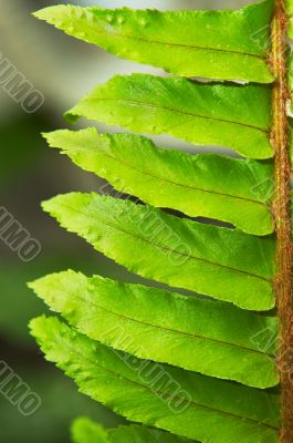 fern closeup