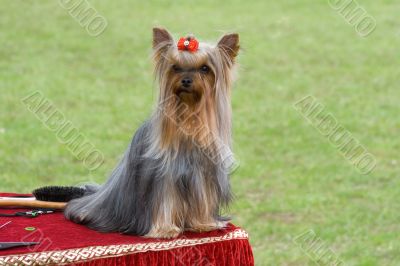 little dog on the hairdresser`s desk