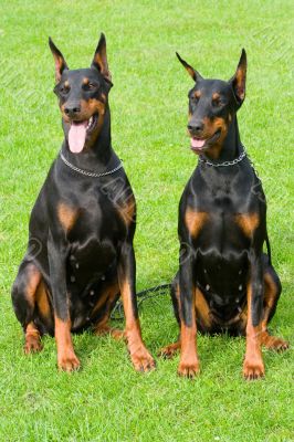 two sitting dobermans