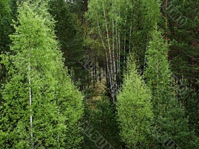 Young birches Young birches