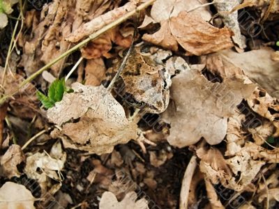 Camouflage frog Camouflage frog
