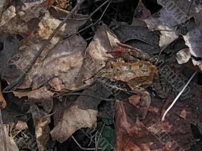 Frog on leaves Frog on leaves