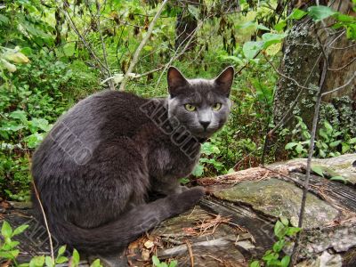 Gray cat in forest