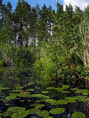 Pine forest and lake