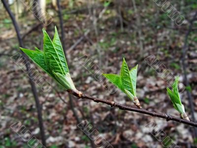 New spring leaves New spring leaves